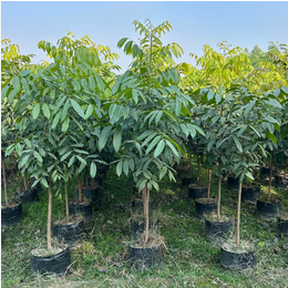 African Mahogany Plant