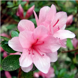 Azalea Flower Plant