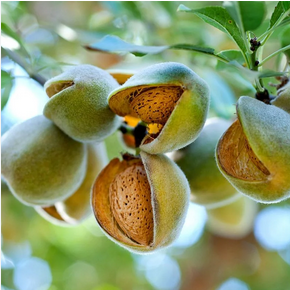 Badam Tree Plant1