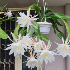 Brahma Kamal Plant