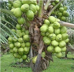 Hybrid Coconut Plant