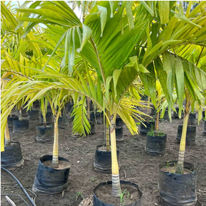 Mirchi Milli Gold Plant