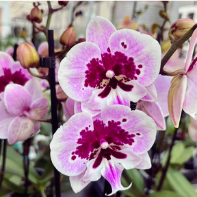 Orchid Plant
