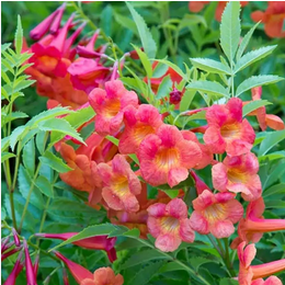 Ornamental Flower Plant