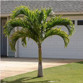 Royal Palm Tree