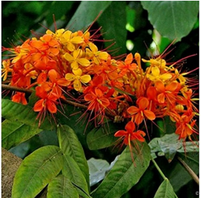 Saraca Indica Ashoka Plant