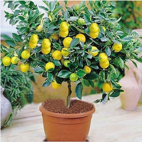 Seedless Lemon Plants