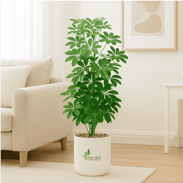 Umbrella Tree Plant